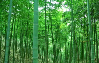 中国最美乡村---安吉峡谷第一漂  藏龙百瀑  浙北大峡谷 竹博园特价二日游