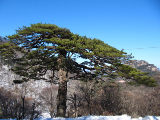 黄山、西递、宏村、 四日游